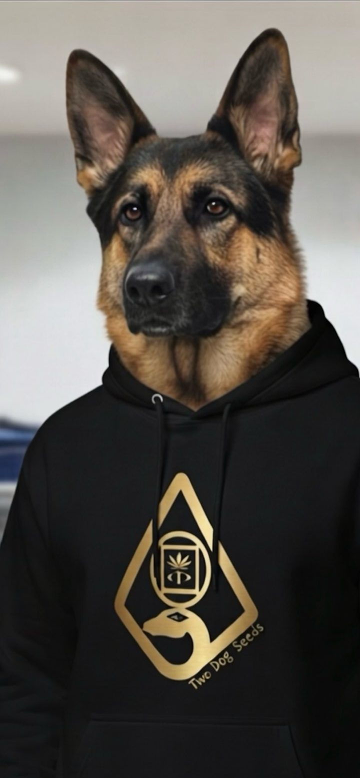 German shepherd in a black Two Dog Seeds hoodie with the gold logo