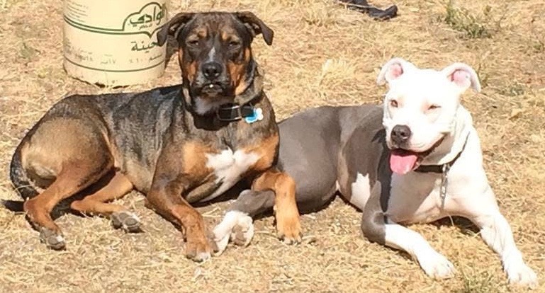 Two dogs resting together in the grass